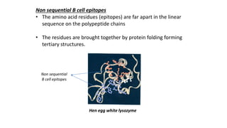 Non sequential B cell epitopes
• The amino acid residues (epitopes) are far apart in the linear
sequence on the polypeptide chains
• The residues are brought together by protein folding forming
tertiary structures.
Hen egg white lysozyme
Non sequential
B cell epitopes
 