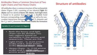 Structure of antibodies
MOLECULAR WEIGHT – 25kDa
MOLECULAR WEIGHT –
50-60 kDa
 