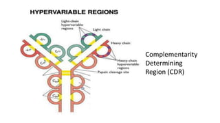 Complementarity
Determining
Region (CDR)
 