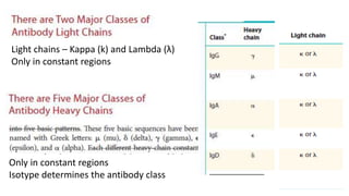 Light chains – Kappa (k) and Lambda (λ)
Only in constant regions
Only in constant regions
Isotype determines the antibody class
 