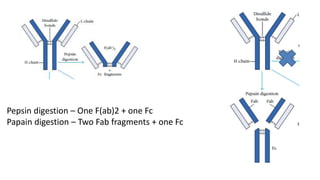 Pepsin digestion – One F(ab)2 + one Fc
Papain digestion – Two Fab fragments + one Fc
 