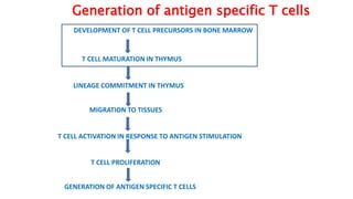 Generation of antigen specific T cells
T CELL MATURATION IN THYMUS
LINEAGE COMMITMENT IN THYMUS
MIGRATION TO TISSUES
DEVELOPMENT OF T CELL PRECURSORS IN BONE MARROW
T CELL ACTIVATION IN RESPONSE TO ANTIGEN STIMULATION
T CELL PROLIFERATION
GENERATION OF ANTIGEN SPECIFIC T CELLS
 