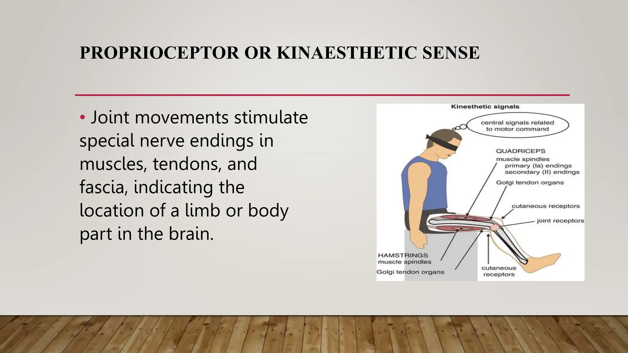 PROPRIOCEPTOR OR KINAESTHETIC SENSE
• Joint movements stimulate
special nerve endings in
muscles, tendons, and
fascia, indicating the
location of a limb or body
part in the brain.
 