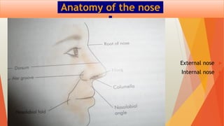 Anatomy of the nose

External nose

Internal nose
 