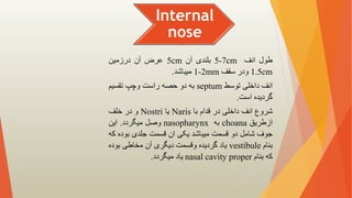 Internal
nose
‫طول‬
‫انف‬
5-7cm
‫بلندی‬
‫آن‬
5cm
‫عرض‬
‫آن‬
‫درزمین‬
1.5cm
‫ودر‬
‫سقف‬
1-2mm
‫میباشد‬
.
‫انف‬
‫داخلی‬
‫توسط‬
septum
‫به‬
‫دو‬
‫حصه‬
‫راست‬
‫وچپ‬
‫تقسیم‬
‫گردیده‬
‫است‬
.
‫شروع‬
‫انف‬
‫داخلی‬
‫در‬
‫قدام‬
‫با‬
Naris
‫یا‬
Nostri
‫و‬
‫در‬
‫خلف‬
‫ازطریق‬
choana
‫به‬
nasopharynx
‫وصل‬
‫میگردد‬
.
‫این‬
‫جوف‬
‫شامل‬
‫دو‬
‫قسمت‬
‫میباشد‬
‫یکی‬
‫ان‬
‫قسمت‬
‫جلدی‬
‫بود‬
‫ه‬
‫که‬
‫بنام‬
vestibule
‫یاد‬
‫گردیده‬
‫وقسمت‬
‫دیگری‬
‫آن‬
‫مخاطی‬
‫بود‬
‫ه‬
‫که‬
‫بنام‬
nasal cavity proper
‫یاد‬
‫میگردد‬
.
 