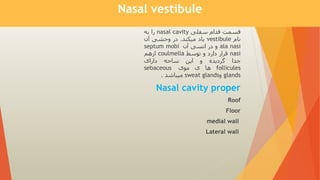 Nasal vestibule
‫قسمت‬
‫قدام‬
‫سفلی‬
nasal cavity
‫را‬
‫به‬
‫نام‬
vestibule
‫یاد‬
‫میکند‬
.
‫در‬
‫وحشی‬
‫آن‬
ala nasi
‫و‬
‫در‬
‫انسی‬
‫آن‬
septum mobi
nasi
‫قرار‬
‫دارد‬
‫و‬
‫توسط‬
coulmella
‫ازهم‬
‫جدا‬
‫گردیده‬
‫و‬
‫این‬
‫ساحه‬
‫دارای‬
follicules
‫ها‬
‫ی‬
‫موی‬
sebaceous
glands
‫و‬
sweat glands
‫میباشد‬
.
Nasal cavity proper
Roof
Floor
medial wall
Lateral wall
 