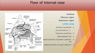 Floor of internal nose
Vestibule
Olfactory region
Respiratory region
Little area

Internal carotid Art

Ant.ethmoidal Art

External carotid Art

Sphenopalatin Art

Septal branches of greater palatine
Art

Septal branches of supra labial Art
 