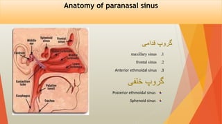 Anatomy of paranasal sinus
.1
maxillary sinus
.2
frontal sinus
.3
Anterior ethmoidal sinus
‫گروپ‬
‫خلفی‬
Posterior ethmoidal sinus
Sphenoid sinus
‫قدامی‬ ‫گروپ‬
 