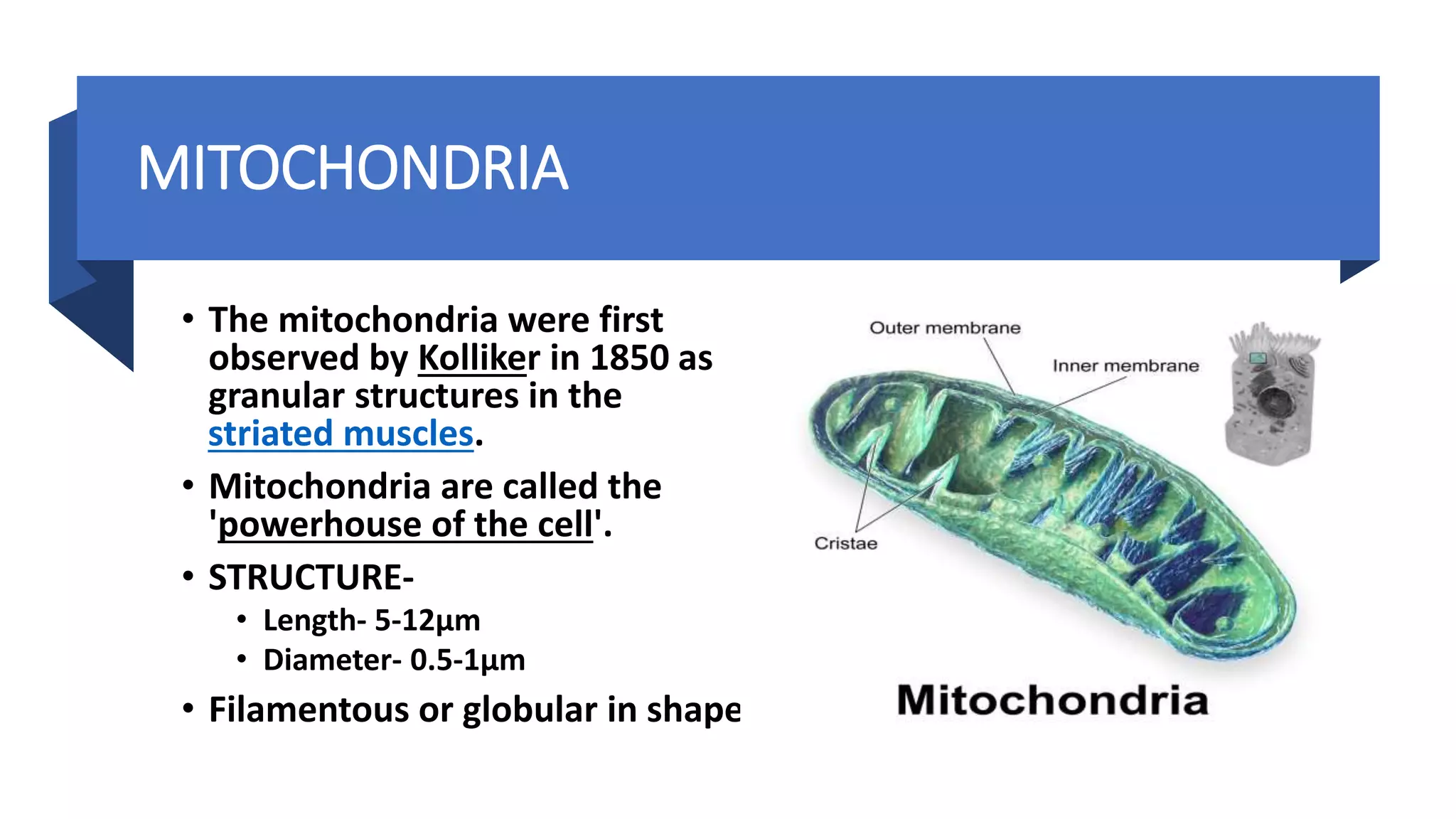 MITOCHONDRIA
• The mitochondria were first
observed by Kolliker in 1850 as
granular structures in the
striated muscles.
• Mitochondria are called the
'powerhouse of the cell'.
• STRUCTURE-
• Length- 5-12μm
• Diameter- 0.5-1μm
• Filamentous or globular in shape.
 