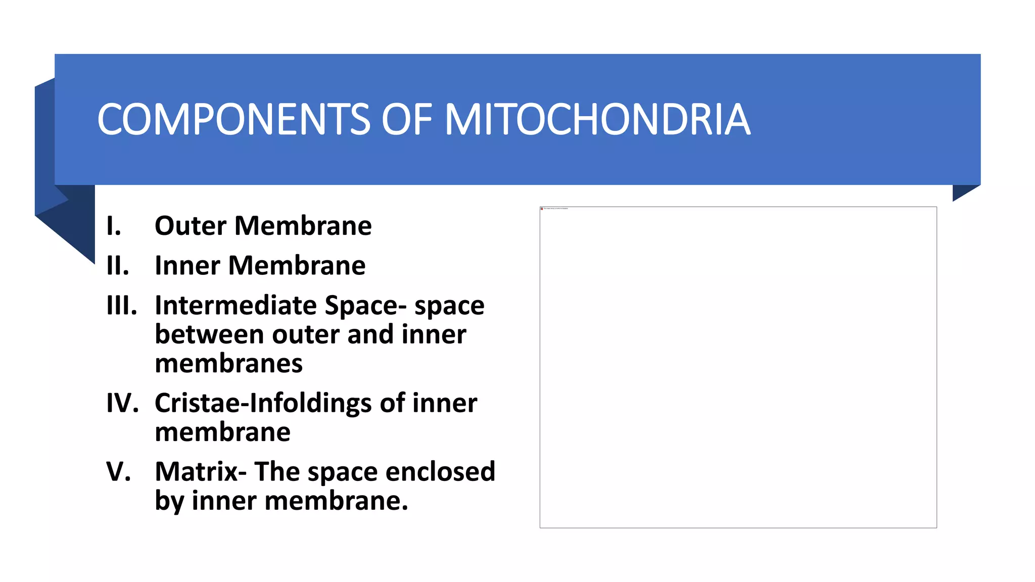 COMPONENTS OF MITOCHONDRIA
I. Outer Membrane
II. Inner Membrane
III. Intermediate Space- space
between outer and inner
membranes
IV. Cristae-Infoldings of inner
membrane
V. Matrix- The space enclosed
by inner membrane.
 