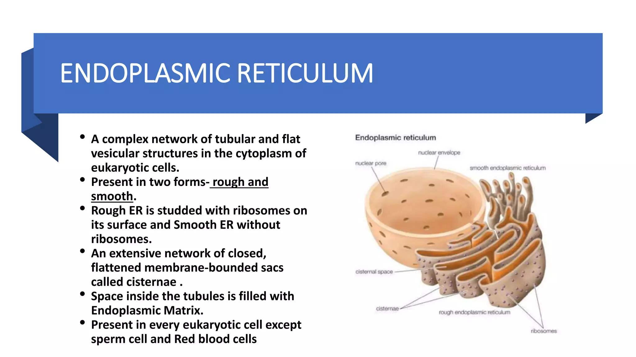 ENDOPLASMIC RETICULUM
• A complex network of tubular and flat
vesicular structures in the cytoplasm of
eukaryotic cells.
• Present in two forms- rough and
smooth.
• Rough ER is studded with ribosomes on
its surface and Smooth ER without
ribosomes.
• An extensive network of closed,
flattened membrane-bounded sacs
called cisternae .
• Space inside the tubules is filled with
Endoplasmic Matrix.
• Present in every eukaryotic cell except
sperm cell and Red blood cells
 