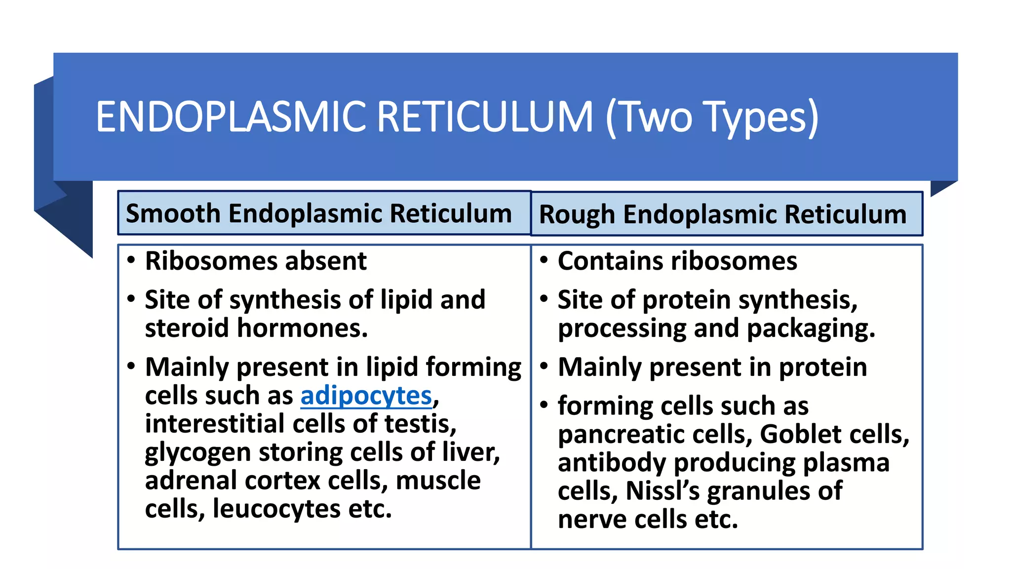 ENDOPLASMIC RETICULUM (Two Types)
• Ribosomes absent
• Site of synthesis of lipid and
steroid hormones.
• Mainly present in lipid forming
cells such as adipocytes,
interestitial cells of testis,
glycogen storing cells of liver,
adrenal cortex cells, muscle
cells, leucocytes etc.
• Contains ribosomes
• Site of protein synthesis,
processing and packaging.
• Mainly present in protein
• forming cells such as
pancreatic cells, Goblet cells,
antibody producing plasma
cells, Nissl’s granules of
nerve cells etc.
Smooth Endoplasmic Reticulum Rough Endoplasmic Reticulum
 