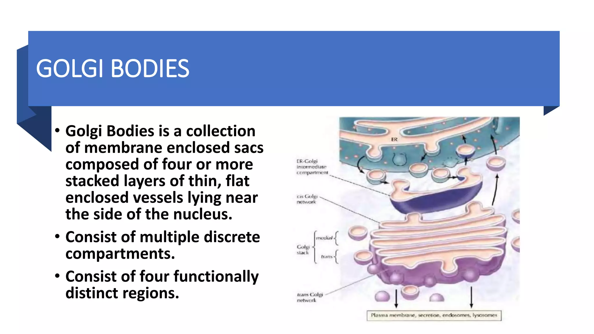GOLGI BODIES
• Golgi Bodies is a collection
of membrane enclosed sacs
composed of four or more
stacked layers of thin, flat
enclosed vessels lying near
the side of the nucleus.
• Consist of multiple discrete
compartments.
• Consist of four functionally
distinct regions.
 