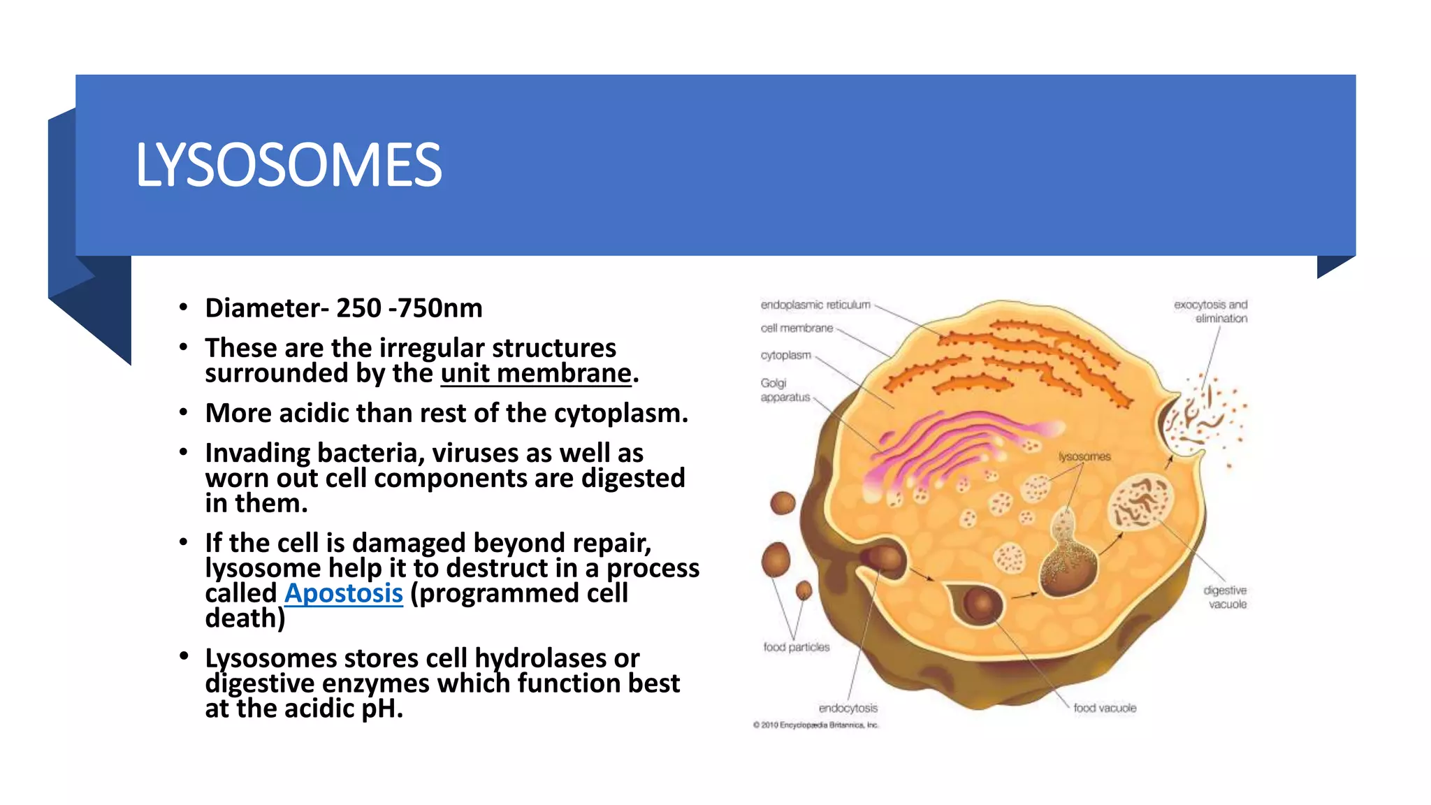 LYSOSOMES
• Diameter- 250 -750nm
• These are the irregular structures
surrounded by the unit membrane.
• More acidic than rest of the cytoplasm.
• Invading bacteria, viruses as well as
worn out cell components are digested
in them.
• If the cell is damaged beyond repair,
lysosome help it to destruct in a process
called Apostosis (programmed cell
death)
• Lysosomes stores cell hydrolases or
digestive enzymes which function best
at the acidic pH.
 