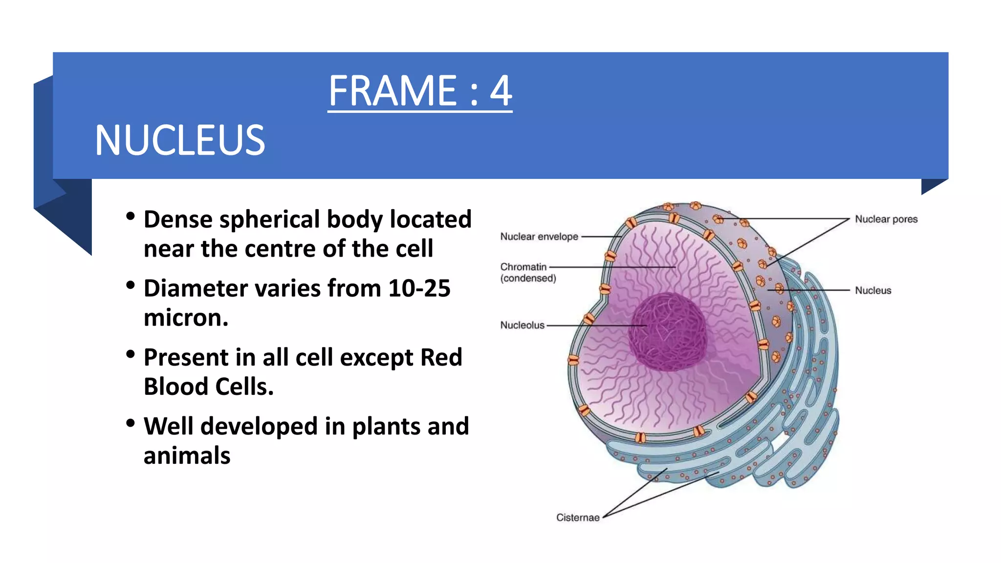 FRAME : 4
NUCLEUS
• Dense spherical body located
near the centre of the cell
• Diameter varies from 10-25
micron.
• Present in all cell except Red
Blood Cells.
• Well developed in plants and
animals
 