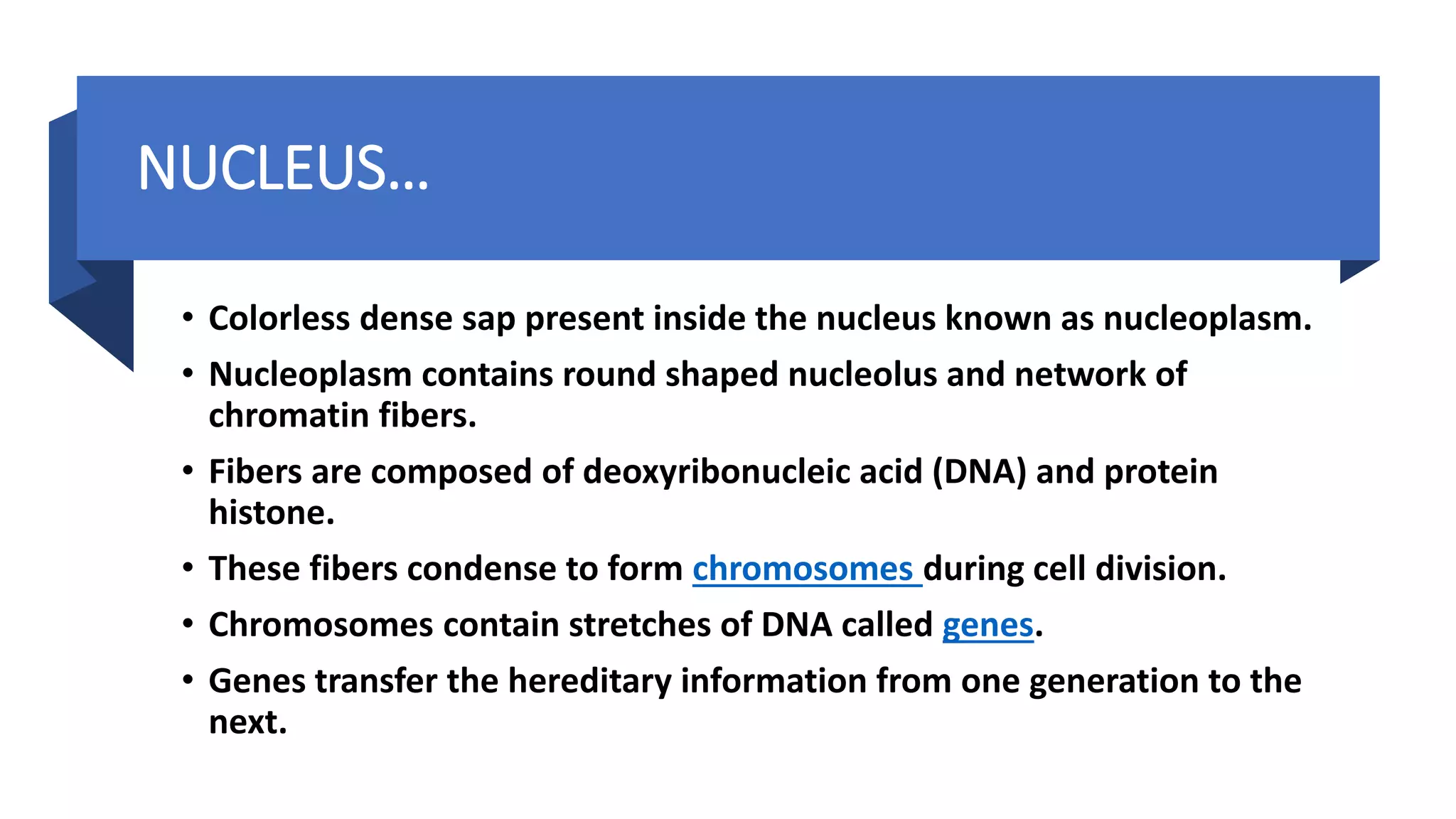 NUCLEUS…
• Colorless dense sap present inside the nucleus known as nucleoplasm.
• Nucleoplasm contains round shaped nucleolus and network of
chromatin fibers.
• Fibers are composed of deoxyribonucleic acid (DNA) and protein
histone.
• These fibers condense to form chromosomes during cell division.
• Chromosomes contain stretches of DNA called genes.
• Genes transfer the hereditary information from one generation to the
next.
 