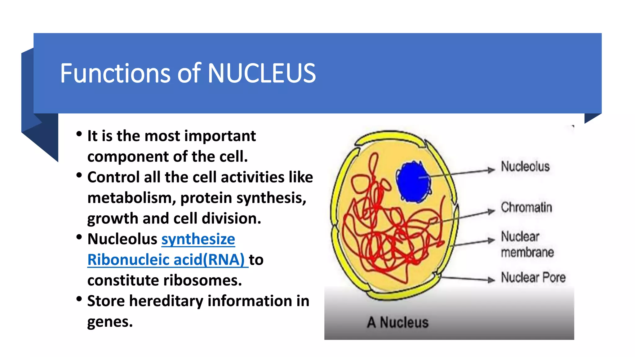 Functions of NUCLEUS
• It is the most important
component of the cell.
• Control all the cell activities like
metabolism, protein synthesis,
growth and cell division.
• Nucleolus synthesize
Ribonucleic acid(RNA) to
constitute ribosomes.
• Store hereditary information in
genes.
 