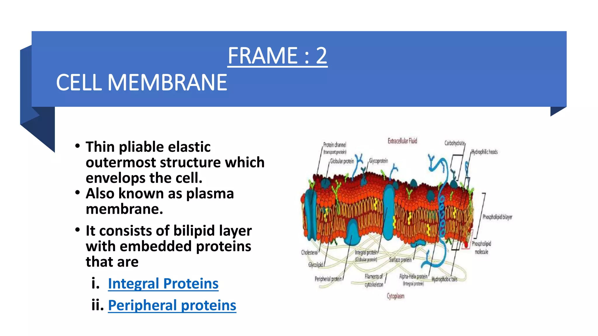FRAME : 2
CELL MEMBRANE
• Thin pliable elastic
outermost structure which
envelops the cell.
• Also known as plasma
membrane.
• It consists of bilipid layer
with embedded proteins
that are
i. Integral Proteins
ii. Peripheral proteins
 