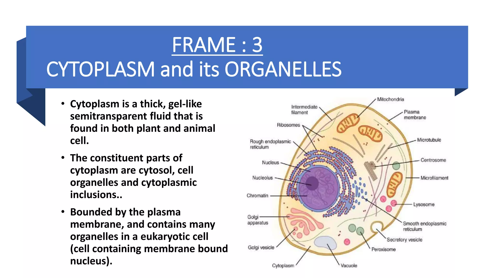 FRAME : 3
CYTOPLASM and its ORGANELLES
• Cytoplasm is a thick, gel-like
semitransparent fluid that is
found in both plant and animal
cell.
• The constituent parts of
cytoplasm are cytosol, cell
organelles and cytoplasmic
inclusions..
• Bounded by the plasma
membrane, and contains many
organelles in a eukaryotic cell
(cell containing membrane bound
nucleus).
 