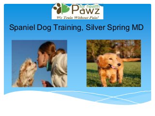 Spaniel Dog Training, Silver Spring MD
 