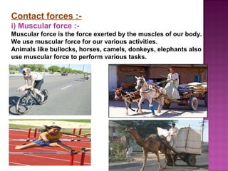 Contact forces :-
i) Muscular force :-
Muscular force is the force exerted by the muscles of our body.
We use muscular force for our various activities.
Animals like bullocks, horses, camels, donkeys, elephants also
use muscular force to perform various tasks.
 