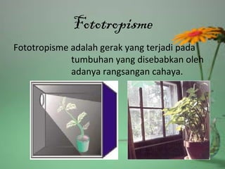 Fototropisme
Fototropisme adalah gerak yang terjadi pada
tumbuhan yang disebabkan oleh
adanya rangsangan cahaya.
 
