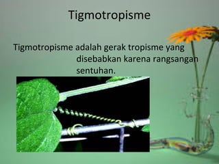 Tigmotropisme
Tigmotropisme adalah gerak tropisme yang
disebabkan karena rangsangan
sentuhan.
 