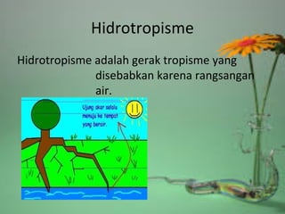 Hidrotropisme
Hidrotropisme adalah gerak tropisme yang
disebabkan karena rangsangan
air.
 