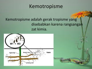 Kemotropisme
Kemotropisme adalah gerak tropisme yang
disebabkan karena rangsangan
zat kimia.
 
