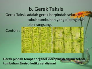 b. Gerak Taksis
Gerak Taksis adalah gerak berpindah seluruh
tubuh tumbuhan yang dipengaruhi
oleh rangsang.
Contoh :
Gerak pindah tempat organel kloroplas di dalam sel-sel
tumbuhan Elodea ketika sel disinari
 