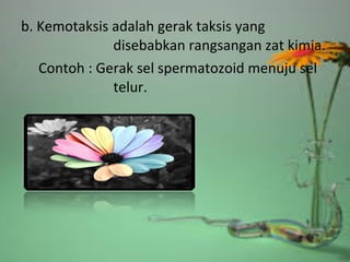 b. Kemotaksis adalah gerak taksis yang
disebabkan rangsangan zat kimia.
Contoh : Gerak sel spermatozoid menuju sel
telur.
 