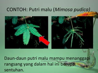 CONTOH: Putri malu (Mimosa pudica)
Daun-daun putri malu mampu menanggapi
rangsang yang dalam hal ini berupa
sentuhan.
 