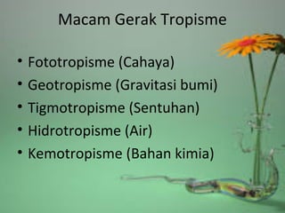 Macam Gerak Tropisme
• Fototropisme (Cahaya)
• Geotropisme (Gravitasi bumi)
• Tigmotropisme (Sentuhan)
• Hidrotropisme (Air)
• Kemotropisme (Bahan kimia)
 