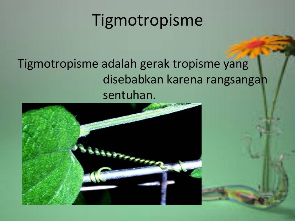  gerak pada tumbuhan 