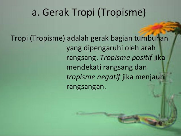 Tropisme Positif gerak pada tumbuhan