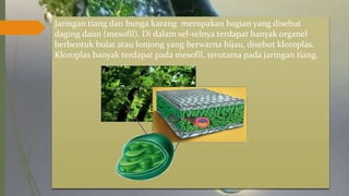 Jaringan tiang dan bunga karang merupakan bagian yang disebut
daging daun (mesofil). Di dalam sel-selnya terdapat banyak organel
berbentuk bulat atau lonjong yang berwarna hijau, disebut kloroplas.
Kloroplas banyak terdapat pada mesofil, terutama pada jaringan tiang.
 