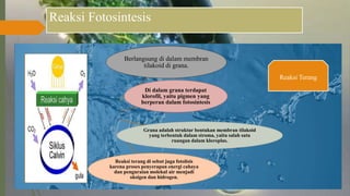 Reaksi Fotosintesis
Berlangsung di dalam membran
tilakoid di grana.
Di dalam grana terdapat
klorofil, yaitu pigmen yang
berperan dalam fotosintesis
Grana adalah struktur bentukan membran tilakoid
yang terbentuk dalam stroma, yaitu salah satu
ruangan dalam kloroplas.
Reaksi terang di sebut juga fotolisis
karena proses penyerapan energi cahaya
dan penguraian molekul air menjadi
oksigen dan hidrogen.
Reaksi Terang
 