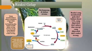 Reaksi Gelap
Berlangsung
di dalam
stroma
Reaksi yang
membentuk
gula dari
bahan dasar
CO2 yang
diperoleh
dari udara
dan energi
yang
diperoleh
dari reaksi
terang.
produk akhir siklus
gelap diperoleh
glukosa yang dipakai
tumbuhan untuk
aktivitasnya atau
disimpan sebagai
cadangan energi.
Tidak
membutuhkan
cahaya matahari,
tetapi tidak
dapat
berlangsung jika
belum terjadi
siklus terang
karena energi
yang dipakai
berasal dari
reaksi terang.
 