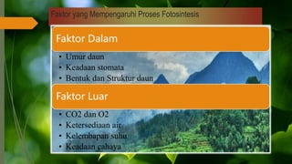 Faktor yang Mempengaruhi Proses Fotosintesis
Faktor Dalam
• Umur daun
• Keadaan stomata
• Bentuk dan Struktur daun
Faktor Luar
• CO2 dan O2
• Ketersediaan air
• Kelembapan suhu
• Keadaan cahaya
 