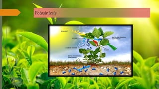 Fotosintesis
 