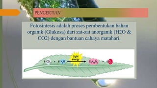 PENGERTIAN
Fotosintesis adalah proses pembentukan bahan
organik (Glukosa) dari zat-zat anorganik (H2O &
CO2) dengan bantuan cahaya matahari.
PENGERTIAN
 