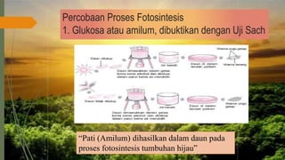 Percobaan Proses Fotosintesis
1. Glukosa atau amilum, dibuktikan dengan Uji Sach
“Pati (Amilum) dihasilkan dalam daun pada
proses fotosintesis tumbuhan hijau”
 