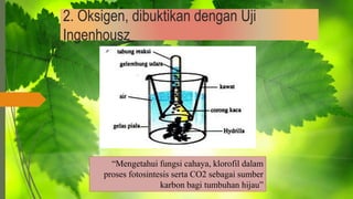2. Oksigen, dibuktikan dengan Uji
Ingenhousz
“Mengetahui fungsi cahaya, klorofil dalam
proses fotosintesis serta CO2 sebagai sumber
karbon bagi tumbuhan hijau”
 