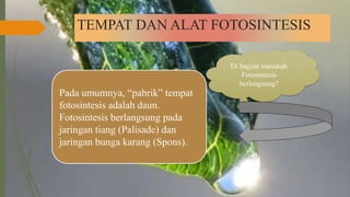 TEMPAT DAN ALAT FOTOSINTESIS
Di bagian manakah
Fotosintesis
berlangsung?
Pada umumnya, “pabrik” tempat
fotosintesis adalah daun.
Fotosintesis berlangsung pada
jaringan tiang (Palisade) dan
jaringan bunga karang (Spons).
 