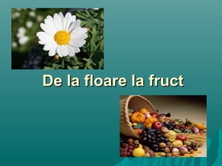 De la floare la fructDe la floare la fruct
 