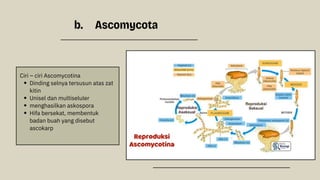PPT Kingdom ......................Fungi.pdf
