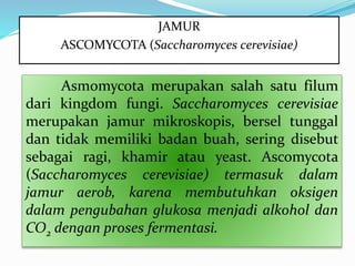 JAMUR
ASCOMYCOTA (Saccharomyces cerevisiae)
Asmomycota merupakan salah satu filum
dari kingdom fungi. Saccharomyces cerevisiae
merupakan jamur mikroskopis, bersel tunggal
dan tidak memiliki badan buah, sering disebut
sebagai ragi, khamir atau yeast. Ascomycota
(Saccharomyces cerevisiae) termasuk dalam
jamur aerob, karena membutuhkan oksigen
dalam pengubahan glukosa menjadi alkohol dan
CO2 dengan proses fermentasi.
 