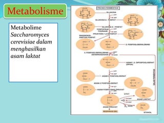 Metabolime
Saccharomyces
cerevisiae dalam
menghasilkan
asam laktat
Metabolisme
 