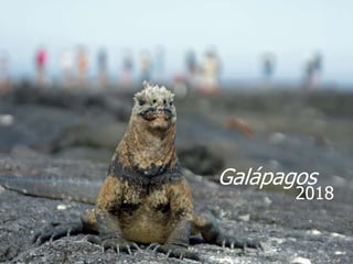 Galápagos
2018
 