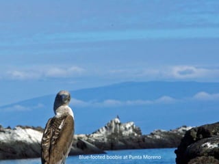 Blue-footed boobie at Punta Moreno
 
